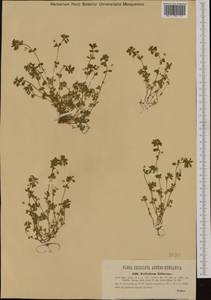Trifolium michelianum Savi, Западная Европа (EUR) (Словения)