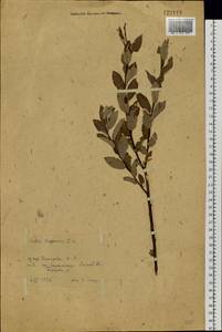 Ива лопарская L., Сибирь, Западная Сибирь (S1) (Россия)