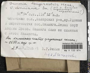 Grimmia longirostris Hook., Гербарий мохообразных, Мхи - Прибайкалье и Забайкалье (B18) (Россия)