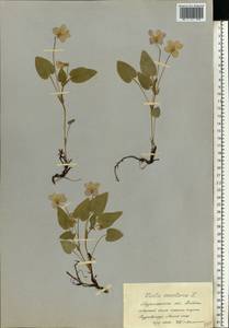 Viola canina subsp. ruppii (All.) Schübl. & G. Martens, Восточная Европа, Северный район (E1) (Россия)