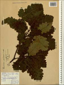 Дуб скальный (Matt.) Liebl., Кавказ, Северная Осетия, Ингушетия и Чечня (K1c) (Россия)