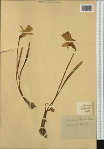 Narcissus pseudonarcissus L., Западная Европа (EUR) (Франция)
