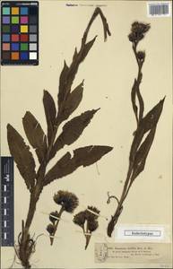 Соссюрея грязноцветковая Kar. & Kir., Средняя Азия и Казахстан, Джунгарский Алатау и Тарбагатай (M5) (Казахстан)