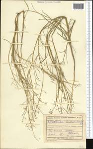 Goldbachia sabulosa (Kar. & Kir.) D. A. German & Al-Shehbaz, Средняя Азия и Казахстан, Каракумы (M6) (Туркмения)