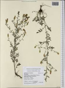Centaurea rutifolia Sibth. & Sm., Западная Европа (EUR) (Болгария)