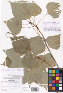 Тополь черный, Осокорь L., Восточная Европа, Нижневолжский район (E9) (Россия)