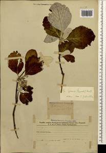 Aria graeca (Lodd. ex Spach) M.Roem., Кавказ, Азербайджан (K6) (Азербайджан)