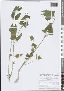 Лебеда раскидистая L., Восточная Европа, Средневолжский район (E8) (Россия)