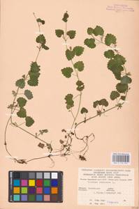 MHA 0 155 870, Будра плющевидная L., Восточная Европа, Западно-Украинский район (E13) (Украина)