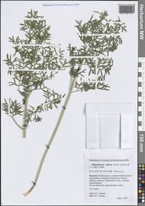 Вздутоплодник волосистый (Turcz. ex Fisch. & C.A.Mey.) Turcz. ex Ledeb., Сибирь, Прибайкалье и Забайкалье (S4) (Россия)