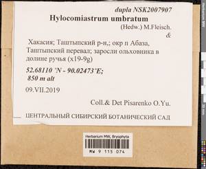 Hylocomiastrum umbratum (Hedw.) M. Fleisch. ex Broth., Гербарий мохообразных, Мхи - Красноярский край, Тыва и Хакасия (B17) (Россия)