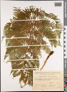 Кочедыжник женский (L.) Roth, Кавказ, Грузия (K4) (Грузия)