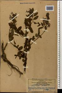 Солодка голая L., Кавказ, Азербайджан (K6) (Азербайджан)