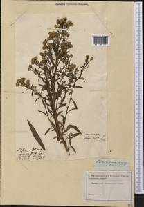 Chrysocoma cernua L., Америка (AMER) (Неизвестно)