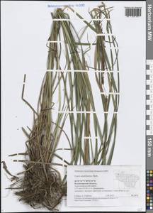 Осока заостренная Ehrh., Восточная Европа, Центральный район (E4) (Россия)