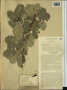 Quercus pyrenaica Willd., Западная Европа (EUR) (Италия)