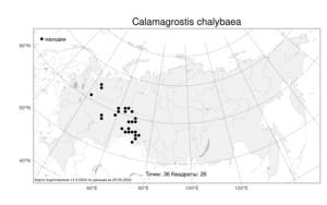 Calamagrostis chalybaea, Вейник стальной (Laest.) Fr., Атлас флоры России (FLORUS) (Россия)