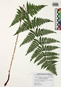 Щитовник распростертый (C.Presl) Fraser-Jenk. & Jermy, Восточная Европа, Центральный район (E4) (Россия)