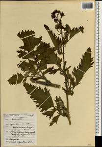 Jacobaea gigantea (Desf.) Pelser, Африка (AFR) (Марокко)