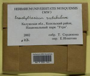 Brachythecium rutabulum (Hedw.) Schimp., Гербарий мохообразных, Мхи - Центральное Нечерноземье (B6) (Россия)