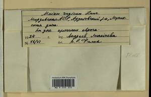 Plagiomnium ellipticum (Brid.) T.J. Kop., Гербарий мохообразных, Мхи - Среднее Поволжье (B9) (Россия)