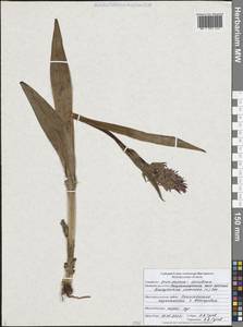 Пальчатокоренник мясо-красный (L.) Soó, Восточная Европа, Центральный лесостепной район (E6) (Россия)