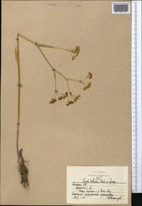 Ферула татарская Fisch. ex Spreng., Средняя Азия и Казахстан, Северный и Центральный Казахстан (M10) (Казахстан)