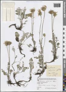 Psephellus adjaricus (Albov) Mikheev, Кавказ, Грузия (K4) (Грузия)