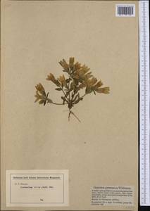 Gentianella germanica, Западная Европа (EUR) (Германия)