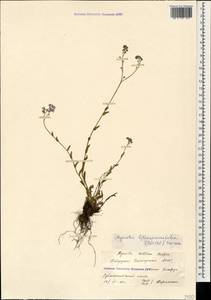 Незабудка воробейниколистная (Willd.) Hornem., Кавказ, Ставропольский край, Карачаево-Черкесия, Кабардино-Балкария (K1b) (Россия)