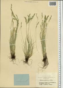 Овсяница красивая Schur, Сибирь, Алтай и Саяны (S2) (Россия)