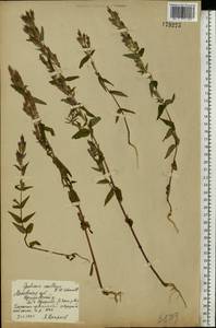 Горечавочка горьковатая (L.) Börner, Восточная Европа, Московская область и Москва (E4a) (Россия)