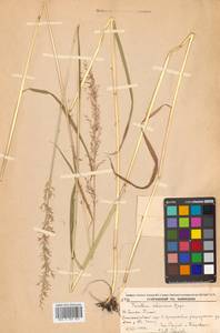 Sibirotrisetum sibiricum (Rupr.) Barberá, Сибирь, Дальний Восток (S6) (Россия)