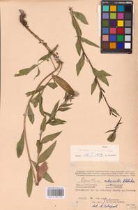 Oenothera ×rubricaulis Kleb., Восточная Европа, Западный район (E3) (Россия)