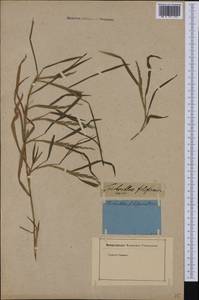 Muhlenbergia mexicana (L.) Trin., Америка (AMER) (Неизвестно)