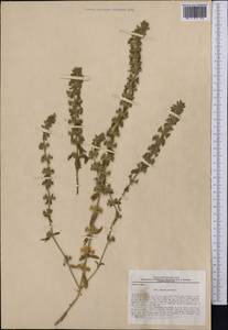 Железница горная L., Средняя Азия и Казахстан, Западный Тянь-Шань и Каратау (M3) (Узбекистан)