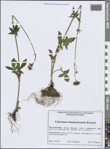 Валериана заенисейская Kreyer, Сибирь, Прибайкалье и Забайкалье (S4) (Россия)