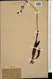 Ophrys scolopax subsp. cornuta (Steven) E.G.Camus, Кавказ, Черноморское побережье (от Новороссийска до Адлера) (K3) (Россия)
