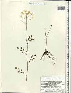 Cardamine pratensis subsp. dentata (Schult.) Celak., Восточная Европа, Центральный лесостепной район (E6) (Россия)