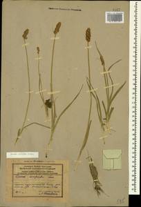 Осока Отрубы Podp., Кавказ, Азербайджан (K6) (Азербайджан)