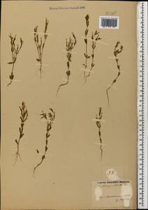 Золототысячник красивый (Sw.) Druce, Кавказ, Азербайджан (K6) (Азербайджан)