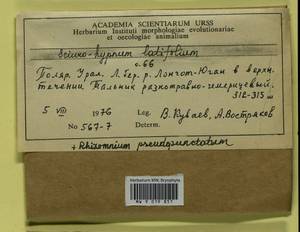 Sciuro-hypnum latifolium (Kindb.) Ignatov & Huttunen, Гербарий мохообразных, Мхи - Западная Сибирь (включая Алтай) (B15) (Россия)