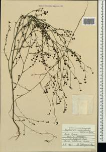 Володушка ясменниковая Heldr. ex Boiss., Крым (KRYM) (Россия)