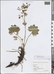 Манжетка мелкоцветковая Juz., Крым (KRYM) (Россия)