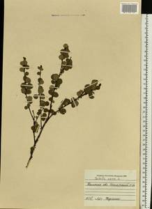 Березка карликовая L., Сибирь, Западная Сибирь (S1) (Россия)