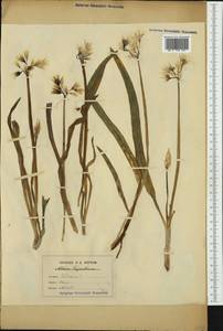 Allium triquetrum L., Западная Европа (EUR) (Неизвестно)