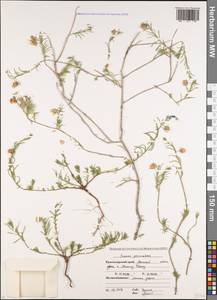 Фумана простертая, Фумана лежачая (Dunal) Gren. & Godr., Кавказ, Краснодарский край и Адыгея (K1a) (Россия)