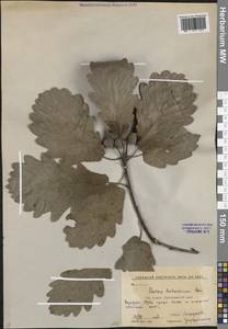 Дуб Гартвиса Steven, Кавказ, Краснодарский край и Адыгея (K1a) (Россия)