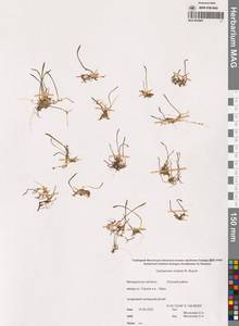 Сердечник Виктора N.Busch, Сибирь, Чукотка и Камчатка (S7) (Россия)