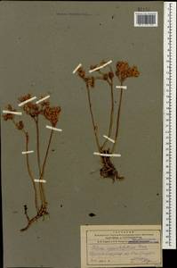 Phedimus spurius subsp. oppositifolius (Sims) L. Gallo, Кавказ, Армения (K5) (Армения)